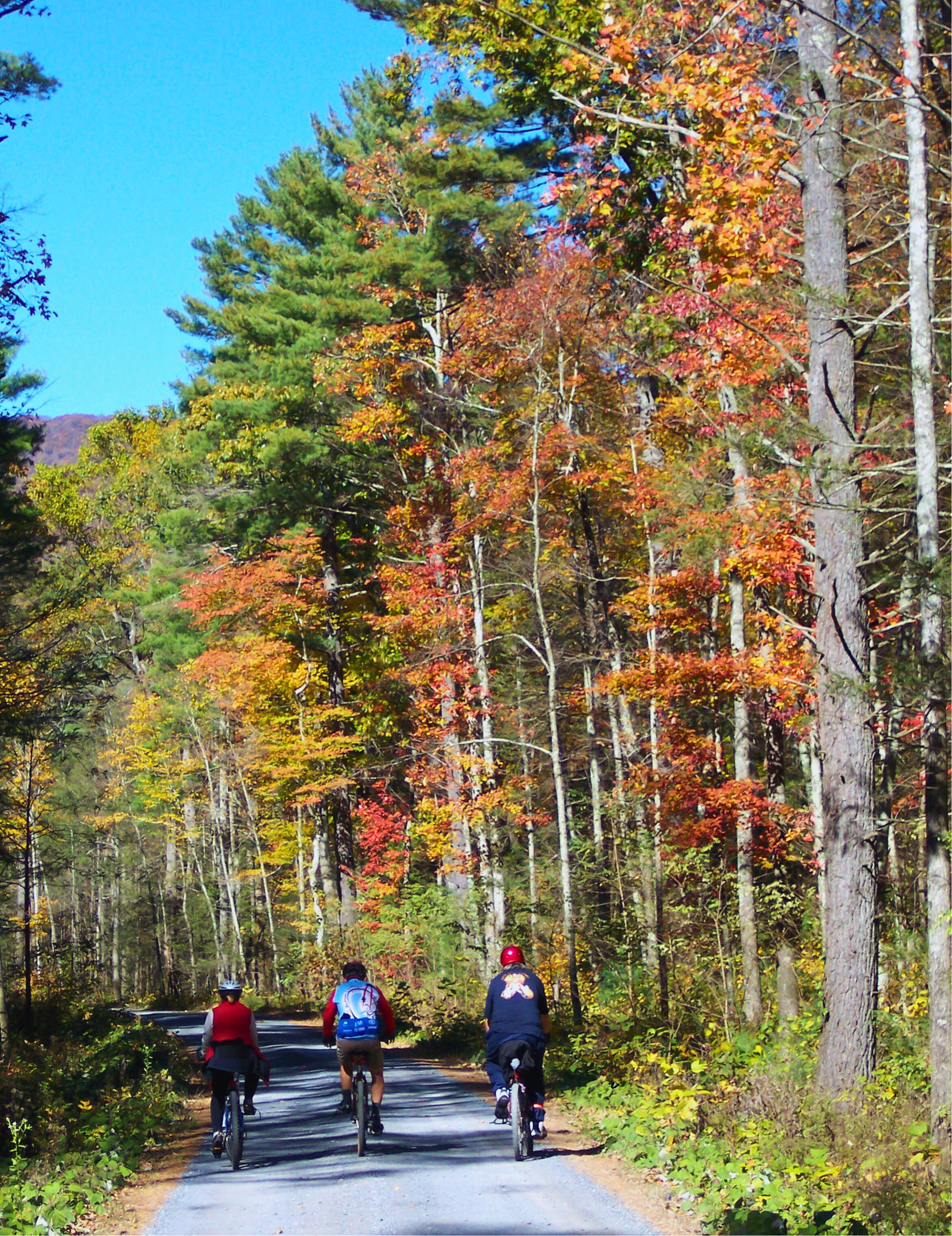 Three bicyclists seen from behind riding in the middle of a road through autumn woods.
